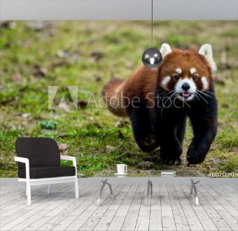 Bild på Red panda